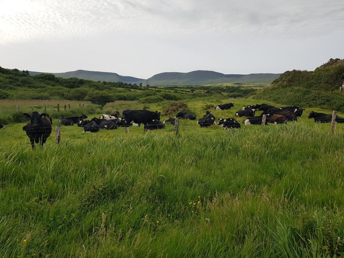 Traditional Irish Farmhouse 安纳斯考尔 外观 照片