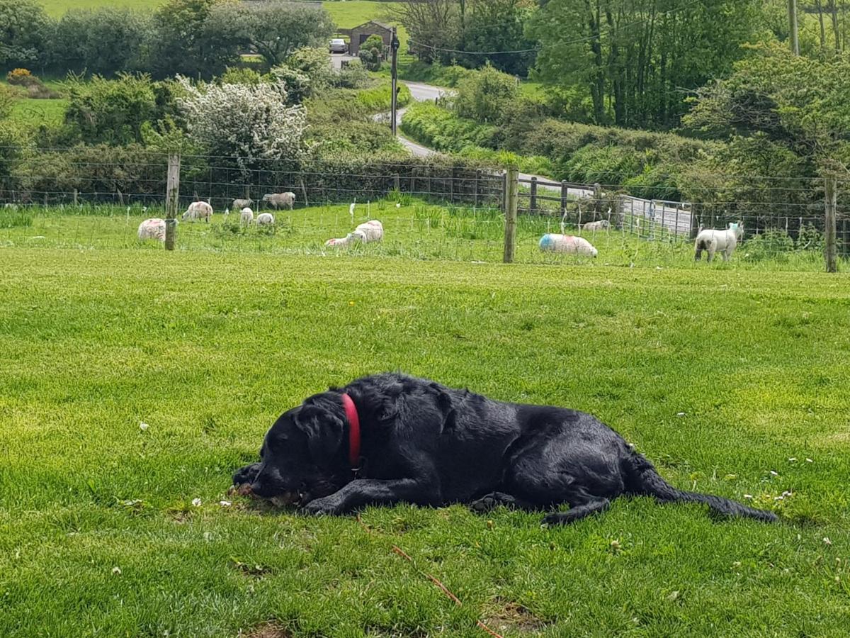 Traditional Irish Farmhouse 安纳斯考尔 外观 照片